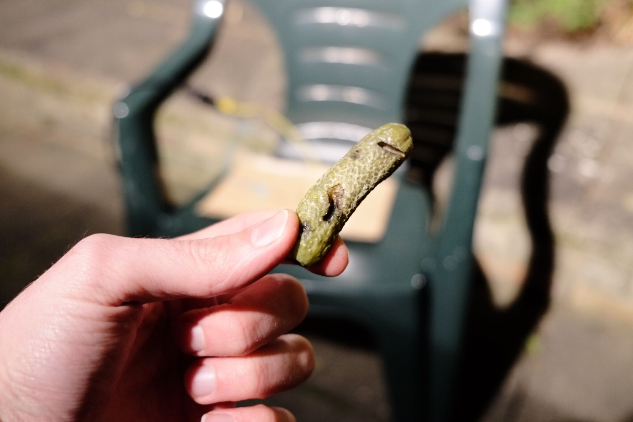  An electrically-sautéed pickle, yum!